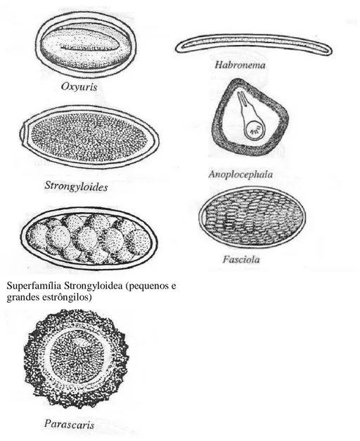 Figura 1. Ovos de parasitas mais frequentemente encontrados nas fezes de equinos.  Fonte: Araújo, 2006.