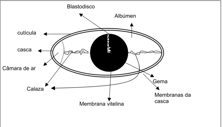 Figura 1.  Estrutura do ovo.