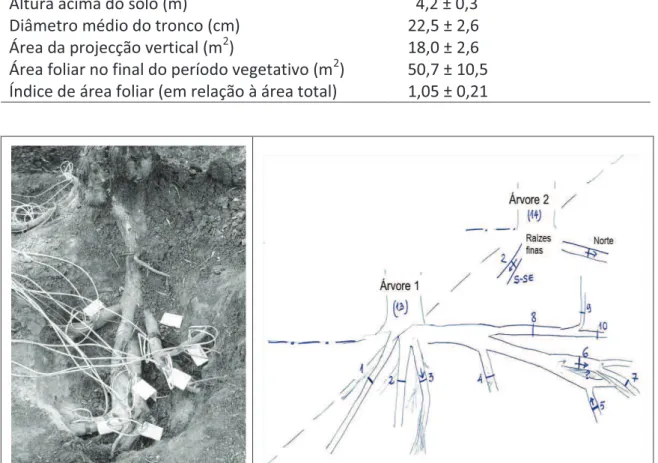 Figura 1 - Fotografia parcial das raízes observadas na árvore 1 e esboço da disposição  das raízes observadas no olival pelo método dos impulsos de calor modificado