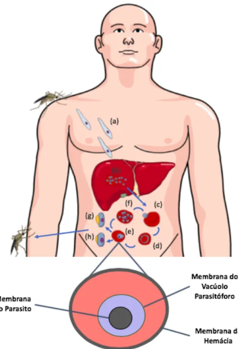 Figura 1: Ciclo de vida do  Plasmodium spp. no hospedeiro humano. Os esporozoítos (a) invadem o  fígado e se transformam em esquizontes hepáticos (b), que se rompem e liberam merozoítos responsáveis  por iniciar o ciclo eritrocitário (c)