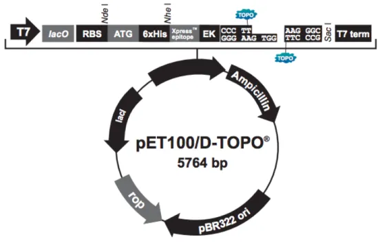 Figura 5: Vetor de expressão pET100/D-TOPO. Fonte: ThermoFisher Scientific. 
