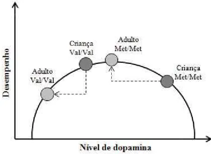 Figura 7. Alterações na relação entre genótipos da COMT e desempenho cognitivo 