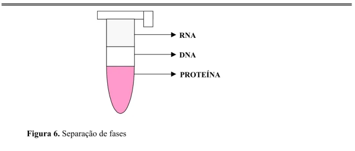 Figura 6. Separação de fases 