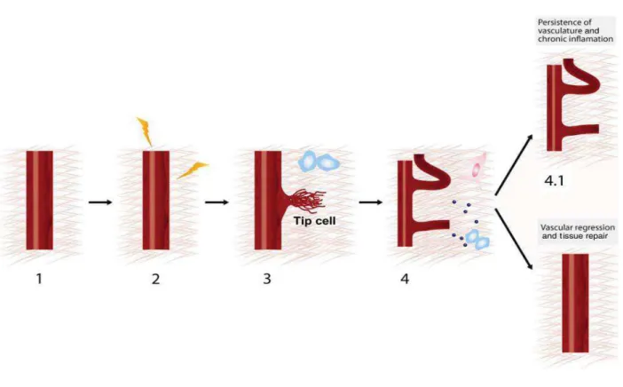 Figura  1-  Etapas  da  angiogênese  inflamatória.  (1)  Vasculatura  quiescente.  (2)  Inflamação  induzida  por  fontes 