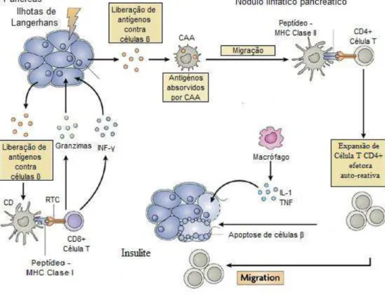 Figura 1. Patofisiologia do diabetes tipo 1. Antígenos  de células β são apresentados  por  células  apresentadoras  de  antígenos  (CAAs)  residentes  no  tecido  a  células  T  CD8+ em associação com MHC de classe I