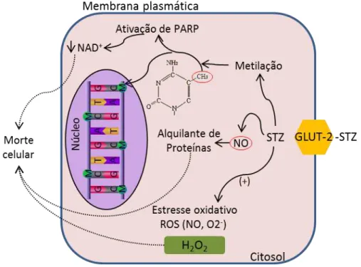 Figura 3. Principais vias de citotoxicidade da STZ. 