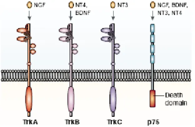 FIGURA 1  – Modelo de ativação dos receptores TrK e p75             Fonte:CHAO et al., 2003, p.300