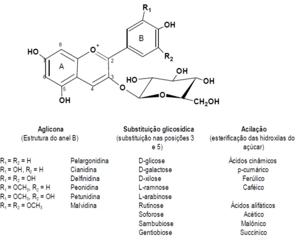 Figura 2 - Estruturas químicas das antocianinas.  Fonte: BROUILLARD,1982.  