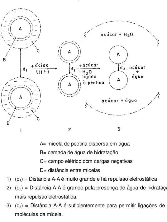 Figura 6: União de duas micelas por efeito do ácido e do açúcar (BOBBIO &amp; BOBBIO,  1984) 