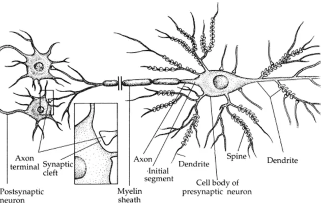 Figure 1.2.3.1: Schematic drawing of a neuron. This neuron receives input from several synapses at the  cellular body and dendrites and establishes synapses with other neurons (postsynaptic neurons)