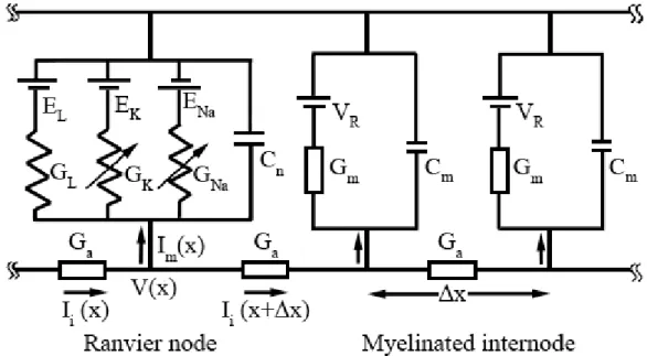 Figure 1.2.3.4: Electrical network representation of a myelinated nerve fibre. I i  represents the intracellular  axial current, I m  the membrane current, x the length of the space step and G a  the total conductance of the  intracellular medium
