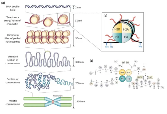 Figure  1:  Chromatin  structure  and  epigenetic  modifications.  Schematic  representation  of  different  levels  of  chromatin  organization,  from  the  basic  unit  of  chromatin,  the  nucleosome,  to  the  highly  condensed  mitotic  chromosome  (a