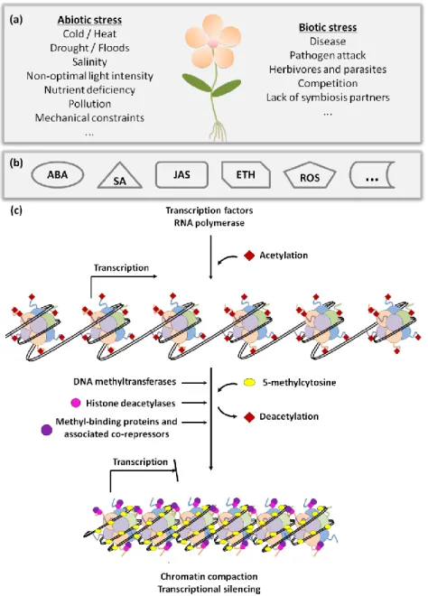 Figure 2: Regulatory network of plant stress responses. Plants can be affected  by several abiotic and biotic stress conditions (a) and to survive they must respond  rapidly  and  effectively