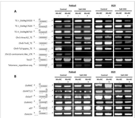 Figure  4:  McrBC  based  methylation  analysis.  Leaves  of  Pokkali  and  IR29  rice  varieties in control and salt stress conditions (24h of 200 mM NaCl) were used