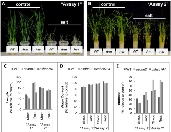 Figure  6:  Phenotypic  evaluation  of  epigenetic  rice  mutants  under  salt  stress