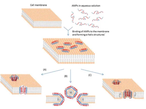 Figure 2.4: Illustration of the mechanisms of action of membrane-active antimicrobial peptides (AMPs) (A) — the barrel-stave model, (B) — the carpet model, (C) — the toroidal pore model.