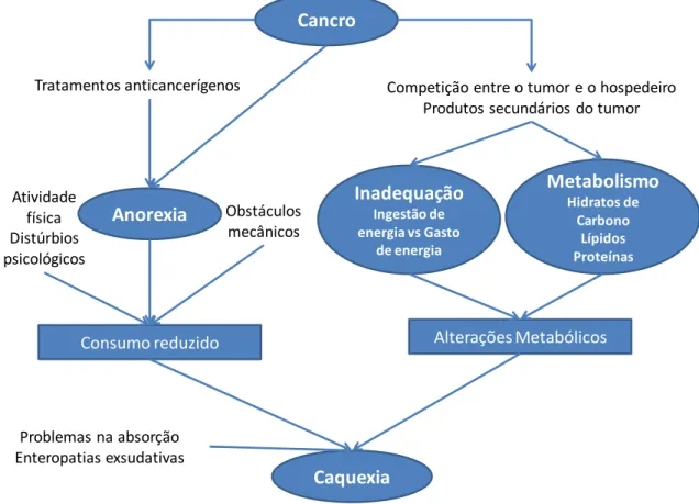 Figura 3: Mecanismos responsáveis pela síndrome caquexia-anorexia. Adaptado de Nintenberg et al.(5) 