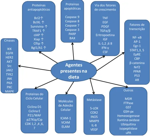 Figura 4: Alvos moleculares dos agentes quimiopreventivos. Adaptado de Aggarwal et al.(75)    