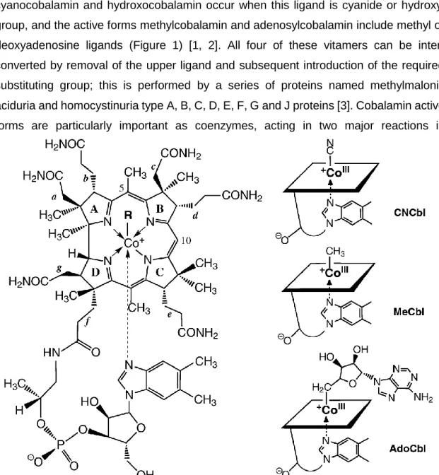 Figure 1 – Structure of vitamin B 12 . On the left, the general structure of vitamin B 12 , R representing the substitutable  ligand; representation of the plane of the ring and the position of each ligand for cyanocobalamin, methylcobalamin  and adenosylc