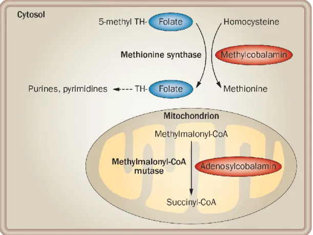Figure 2 – Enzymatic reactions that involve B 12 . Representation of the reactions mediated by the active forms of  cobalamin  in  each  respective  cellular  compartment  –  recycling  of  THF  in  the  cytosol  and  isomerization  of  Methylmalonyl-CoA i