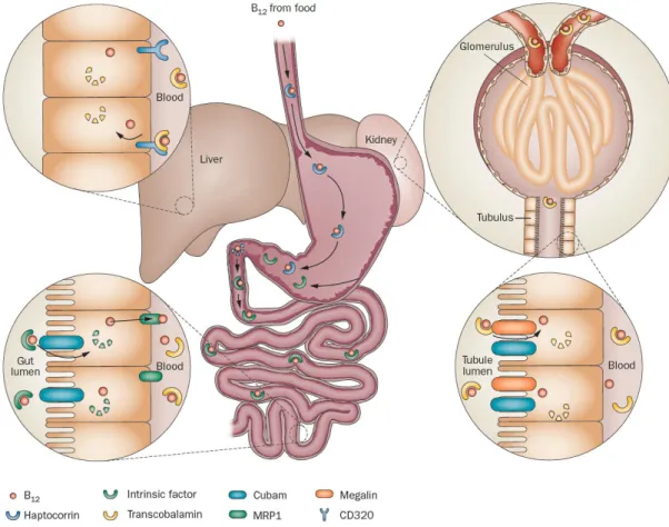 Figure  3  –  B 12   absorption,  delivery  and  reabsorption.  Schematic  representation  of  the  cobalamin  absorption  pathway,  entering  the  blood  through  intrinsic  factor-B 12 -Cubam  interaction;  delivery  to  target  cells  from  the  bloodst