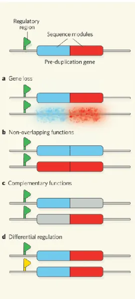 Figure 5 – Possible fates of duplicated genes. In a,  the  most  common  occurrence,  the  gene  is  lost  after  duplication
