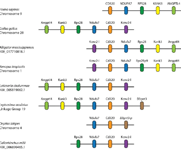 Figure 7 – Synteny analysis of CD320. Synteny analysis of the  CD320 locus for various representative species