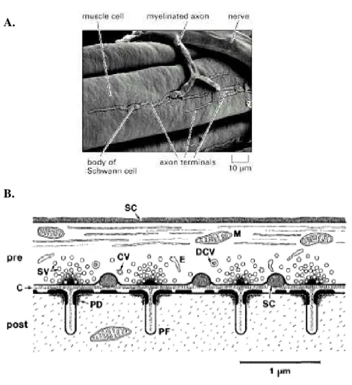 Figura 1: Junção Neuromuscular de rã. (A) Micrografia eletrônica de varredura de junção neuromuscular de 