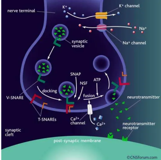 Figura 2: Etapas básicas da neurotransmissão. Durante a despolarização, após a abertura de canais de sódio 