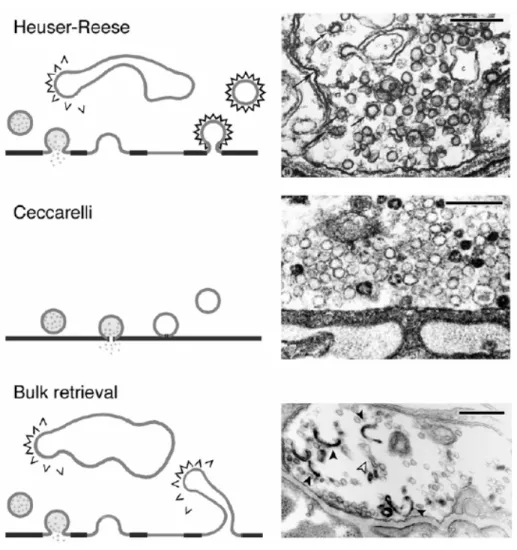 Figura 3: Modelos de endocitose de vesículas sinápticas em junção neuromuscular. (Painel Superior) 