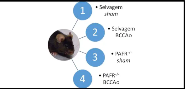 Figura 3. Delineamento experimental. Subdivisão dos animais selvagens em  sham (1) e  submetidos à oclusão 
