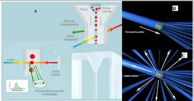 Figura 6  – Funcionamento do citômetro de fluxo. (A) Partículas em suspensão passam em  fila indiana através de um feixe de laser no citômetro de fluxo