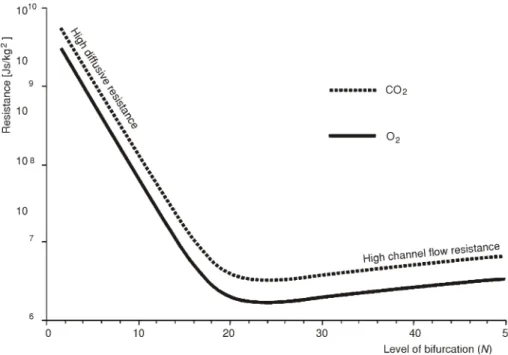 Figure 2. Total resistances to oxygen and carbon dioxide transport between the entrance of the trachea and the alveolar surface plotted as function of the level of bifurcation (N)