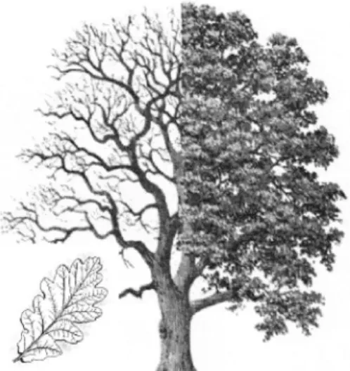 Fig. 5 Examples of point-to-volume flow architectures: tree and leaves