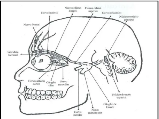 Figura 7: Anatomia Nervo trigêmio (V par). 