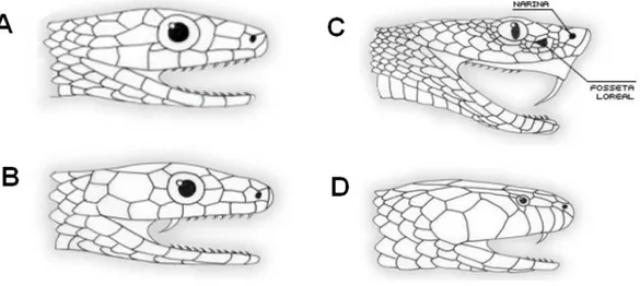 Figura  1.  Tipos  de  dentição  das  serpentes.  A.  Áglifa,  sem  dente  inoculador  de  veneno; B