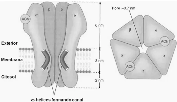 Figura 4. Estrutura do receptor nicotínico de acetilcolina muscular. Vista lateral  (esquerda) e vista frontal (direita) (Bowman, 2006).