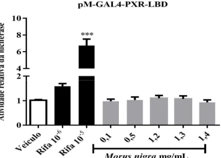 Figura 5- O extrato de Morus nigra não alterou a atividade transcricional do receptor nuclear hPXR.