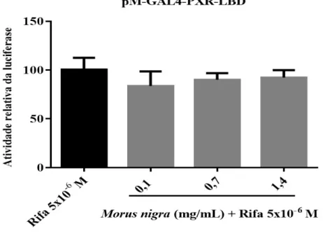 Figura 6- O extrato aquoso de Morus nigra não exerceu efeito antagonista sobre o hPXR
