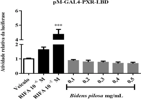 Figura  8-  O  extrato  de  Bidens  pilosa  não alterou a  atividade  transcricional  do  receptor  nuclear  hPXR