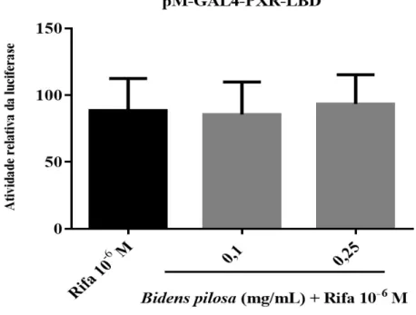 Figura 9- O extrato aquoso de Bidens pilosa não exerceu efeito antagonista sobre o hPXR