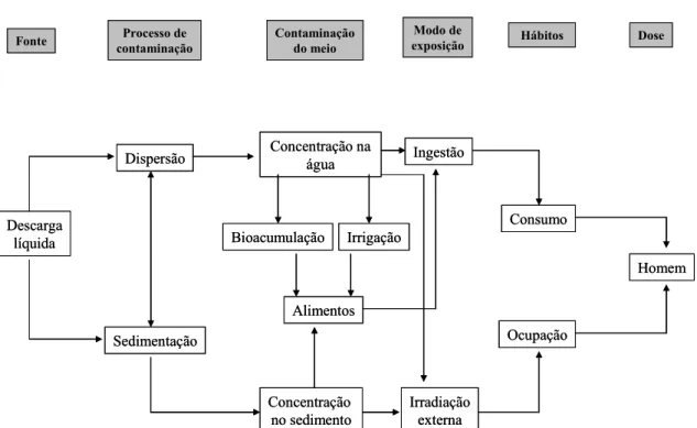 Figura 3 – Esquema de transferência de radionuclidos em ecossistemas aquáticos. 