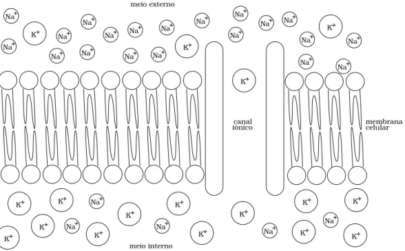 Figura 2.1: Ilustra¸c˜ ao esquem´ atica da separa¸c˜ ao dos meios intra e extracelular pela membrana citoplasm´ atica