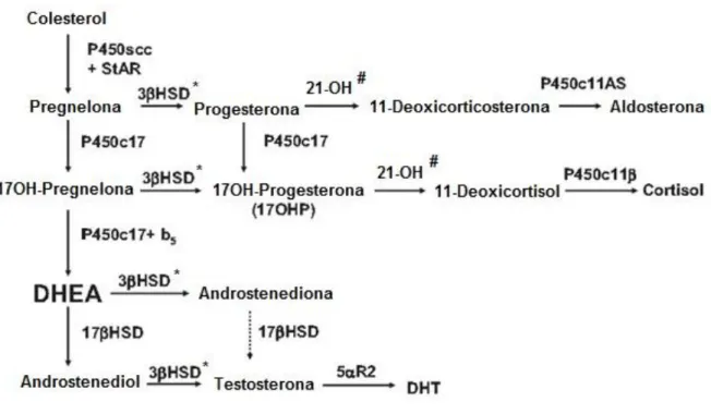 Figura 1: Esteroidogênese adrenal normal. Em destaque as enzimas (#) 21-hidroxilase (21-OH)  e a enzima (*) 3β-hidroxiesteroide desidrogenase (3β-HSD)