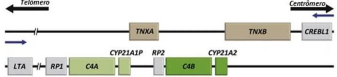 Figura 2: Módulo RCCX bimodular. Gene CYP21A2 e pseudogene CYP21A1P posicionados em  tandem com os genes RP, C4 e TNX