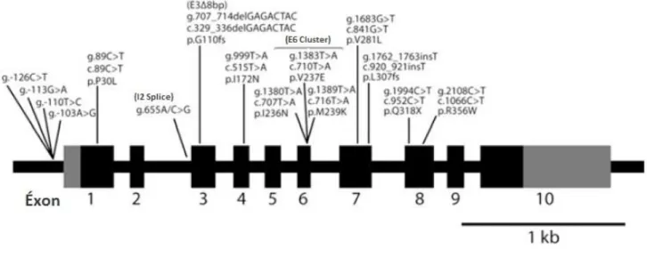 Figura  4:  Gene  CYP21A2  com  suas  mutações  mais  frequentes, provenientes  do pseudogene