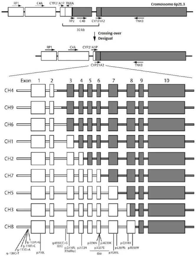 Figura  5:  Representação  esquemática  de  um  crossing-over  desigual  e  dos  nove  tipos  de  quimeras  já  descritas  resultantes  de  rearranjos  entre  as  regiões  RP1-C4A-CY21A1P-TNXA  e  RP2-C4B-CYP21A2-TNXB