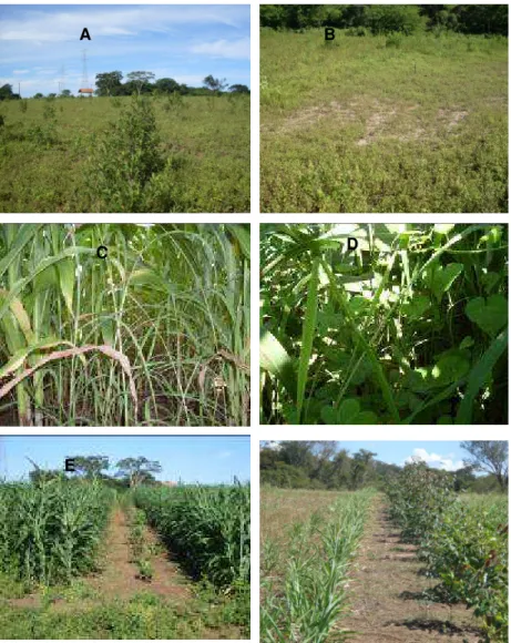 FIGURA 1  –   Aspectos  do  desenvolvimento  da  integração  lavoura  –  pecuária – floresta , desde a implantação até a colheita