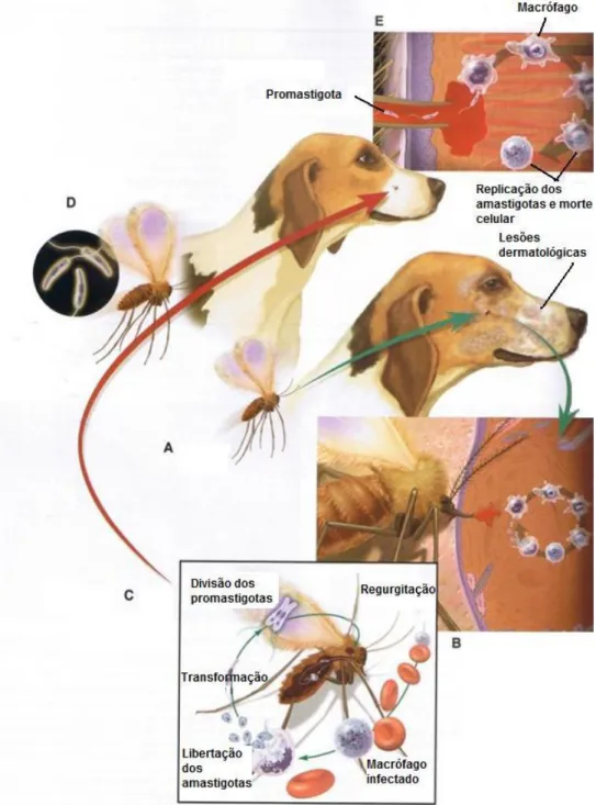 Figura 6 - Ciclo de vida de Leishmania infantum (adaptado de Greene, 2006); A- O flebótomo não  infectado alimenta-se num hospedeiro infectado com L