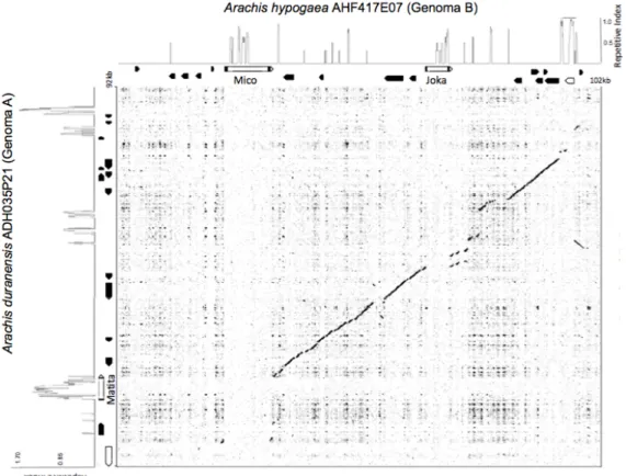 Figura 28: Gráfico de comparação das sequências homeólogas dos genomas A (clone BAC ADH035P21) e B  (clone BAC AHF417E07)